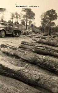 ARBRES 11